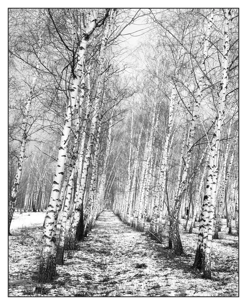 A vertical black and white view into a slender birch grove